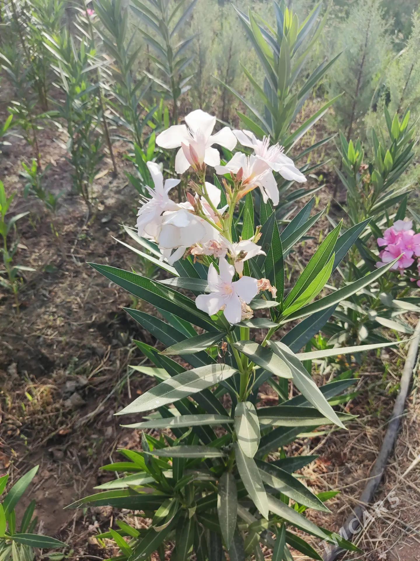 Aliyandra Gül Алиандра цветы - Aşgabat - img 1