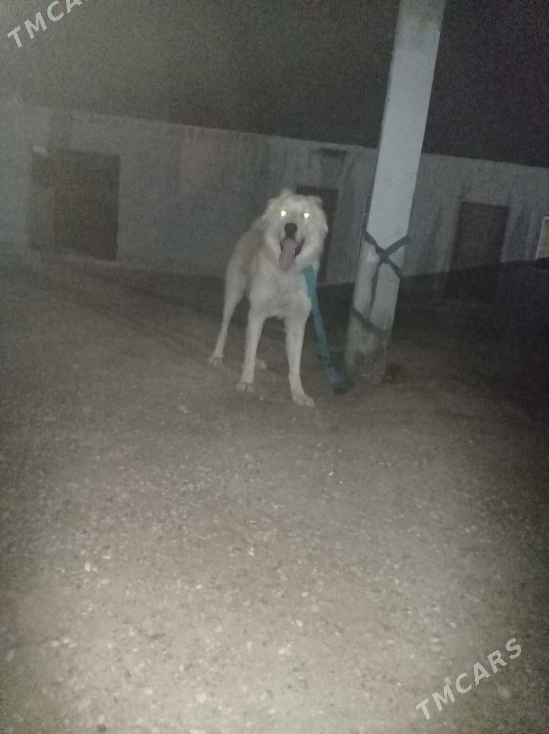 alabay kopek - Джебел - img 1