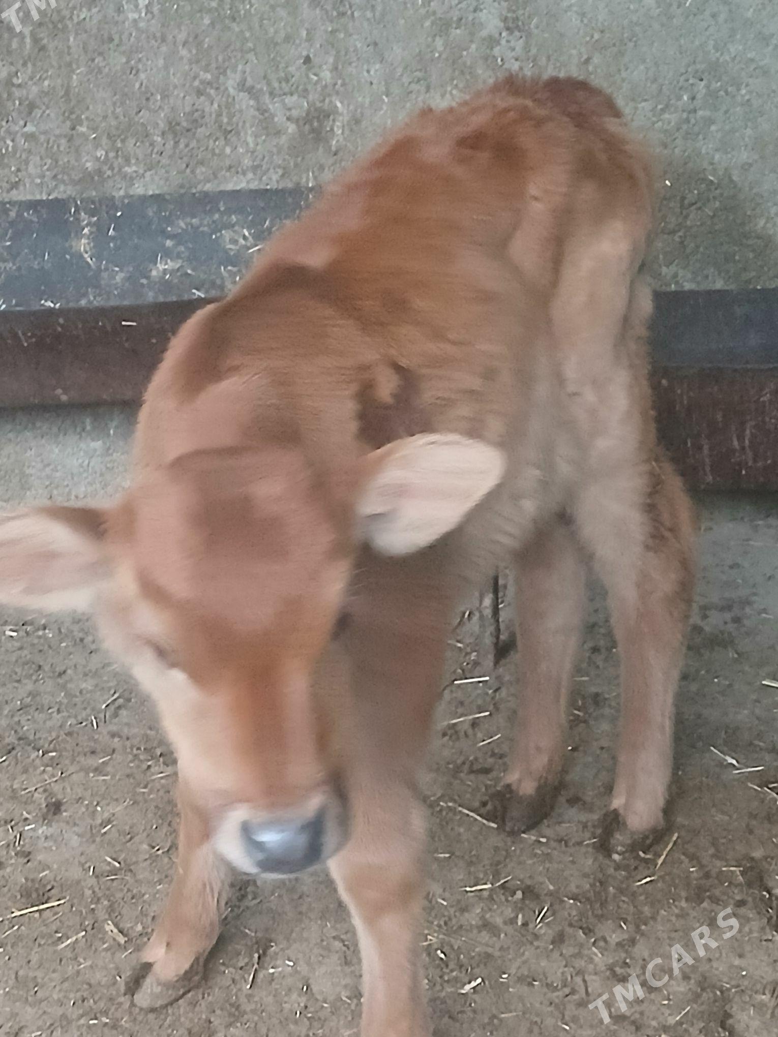 Tohum göleli sygyr - Gyzylarbat - img 1