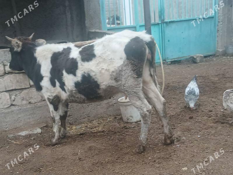 Bogaz tohum sygyr - Гызыларбат - img 1