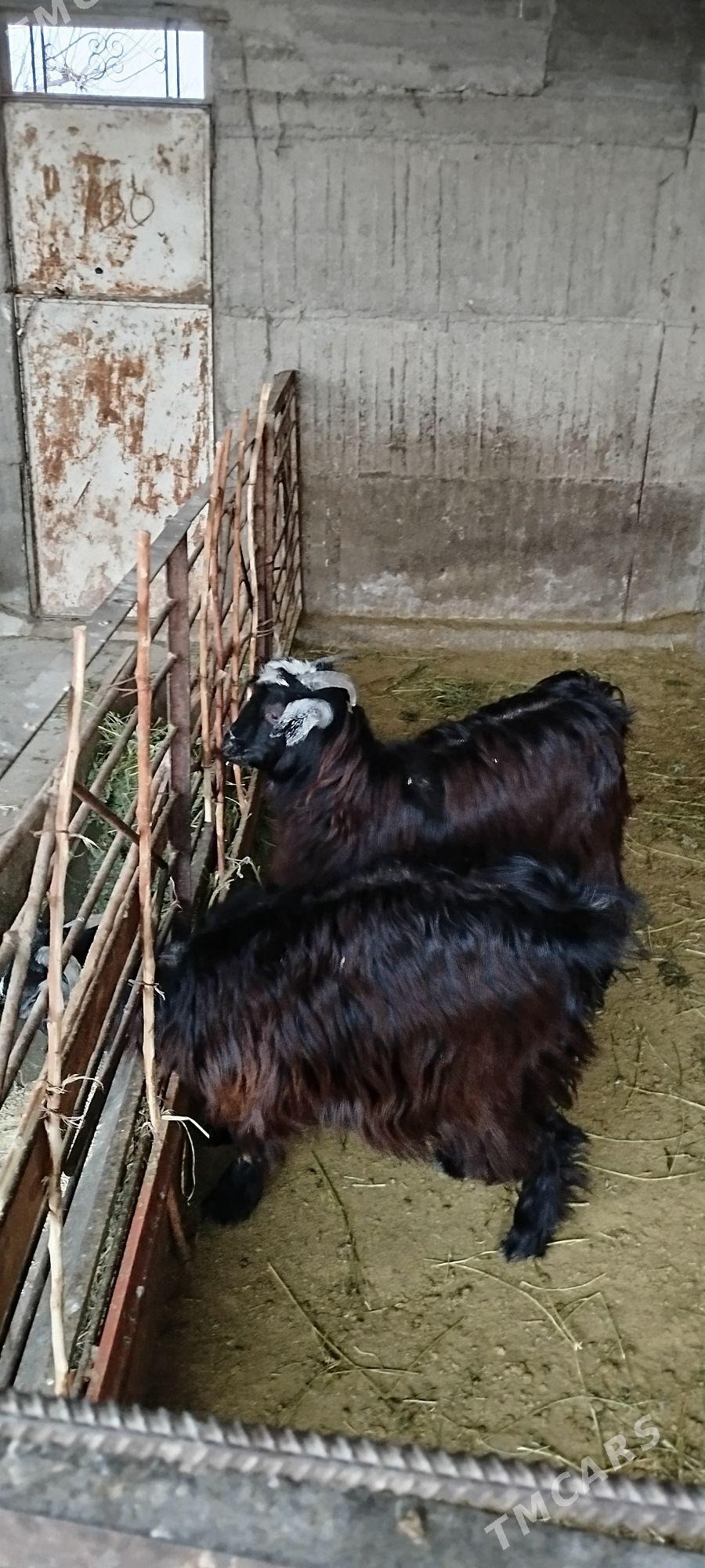 Cewis - Гёкдепе - img 1