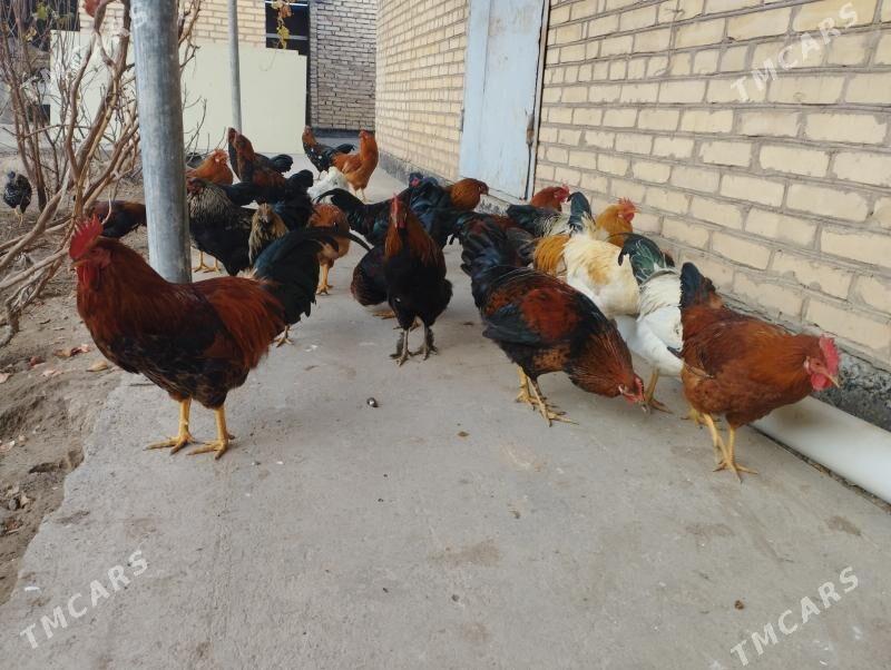 Horazlar. Хоразлар. - Чарджоу - img 1