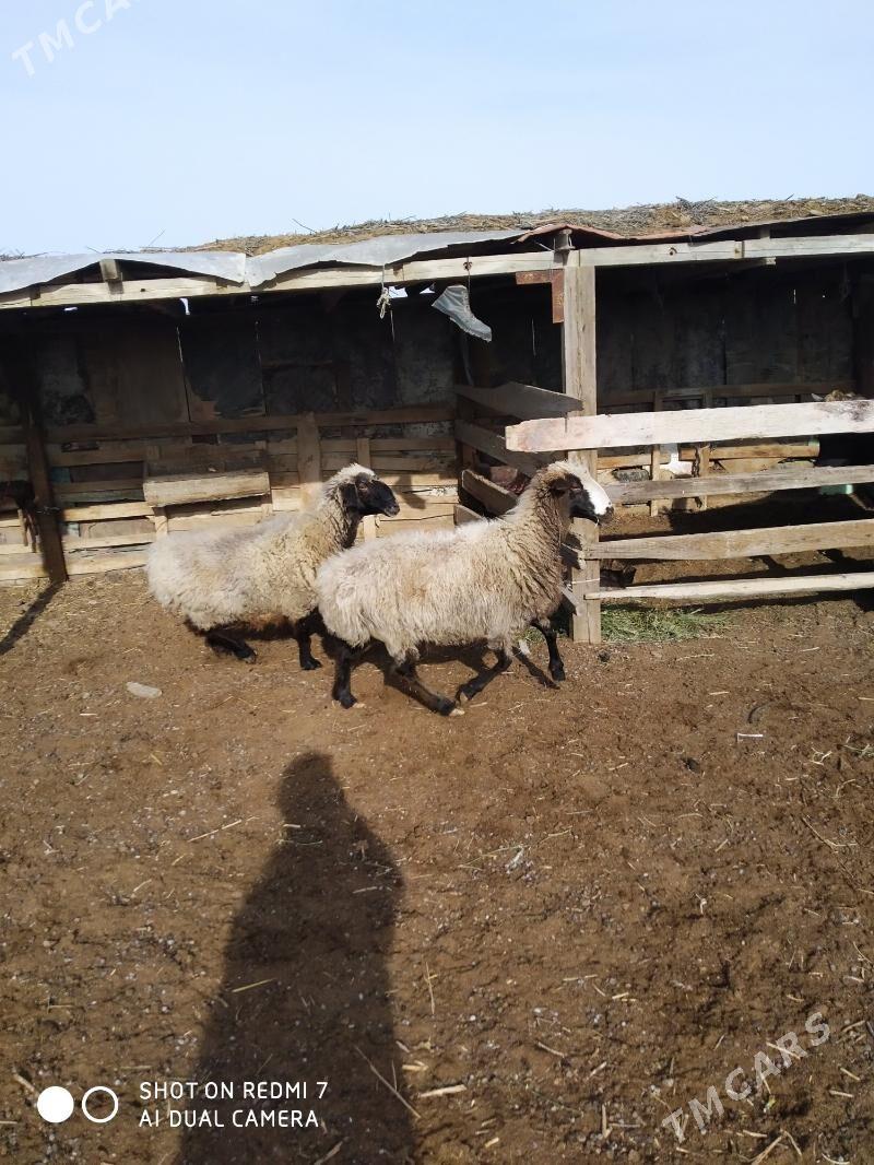 goÿum - Türkmenbaşy - img 1