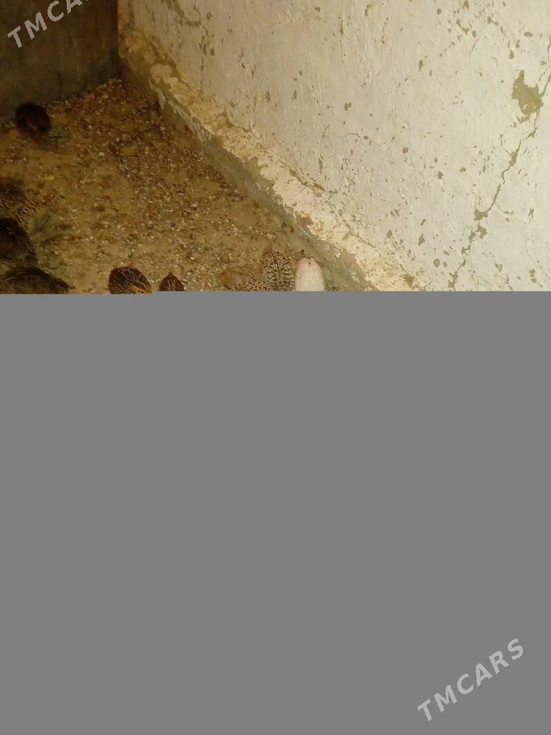 Bedene - Bäherden - img 1