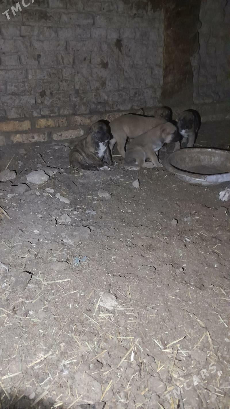 Alabay - Дашогуз - img 1