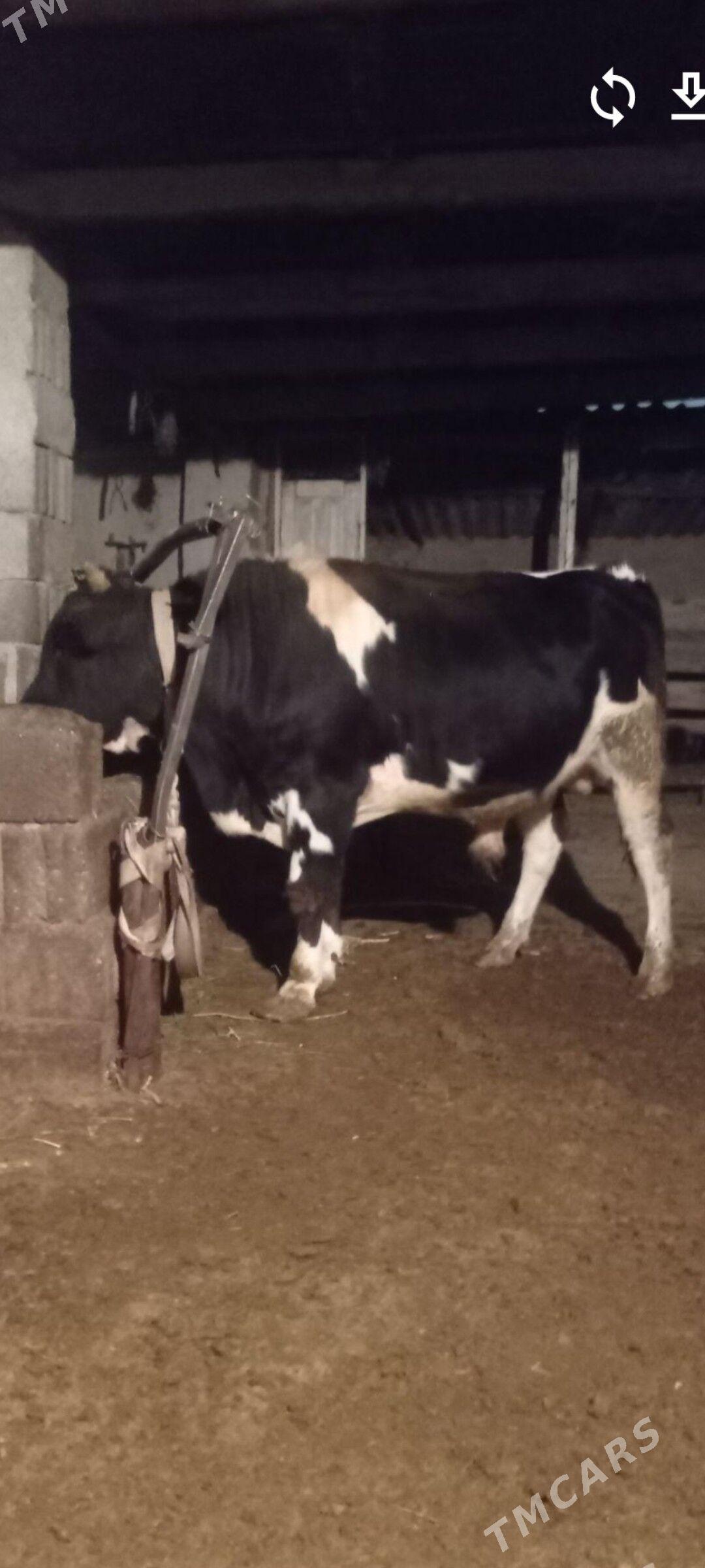 okuz - Aşgabat - img 1