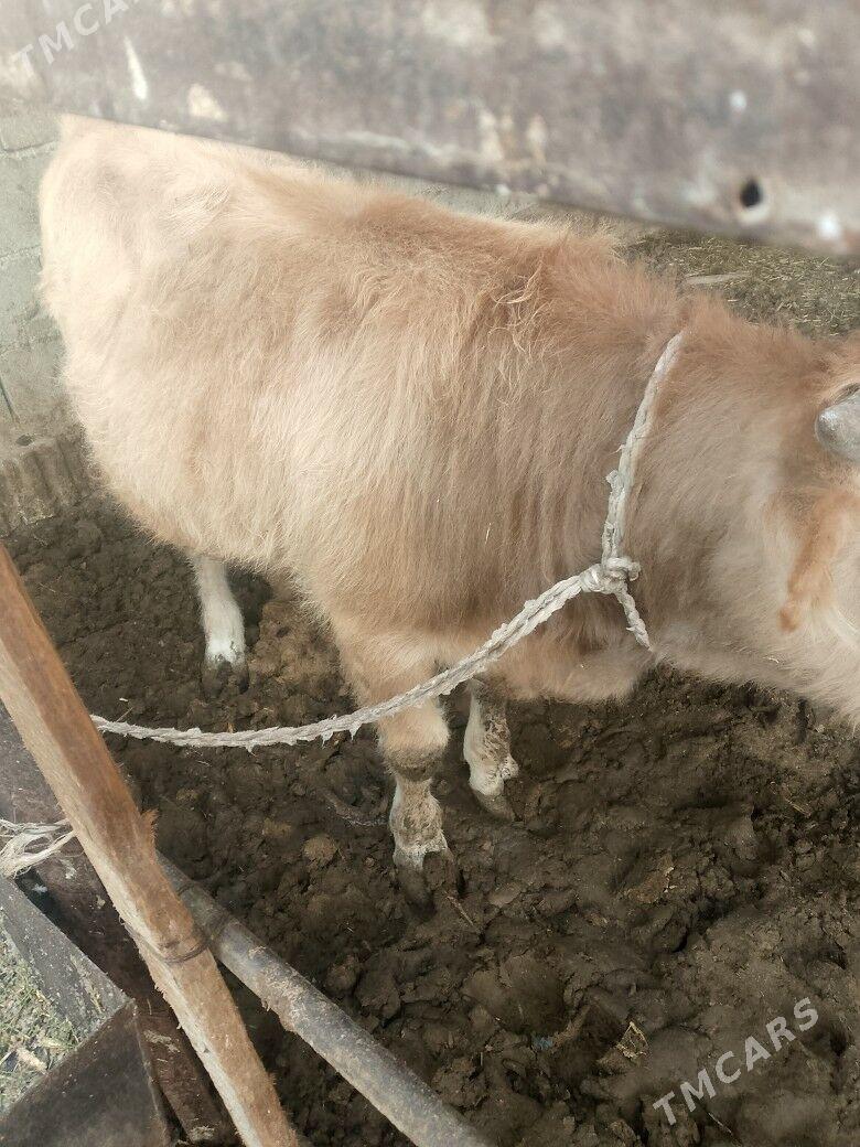 okuz - Çoganly - img 1