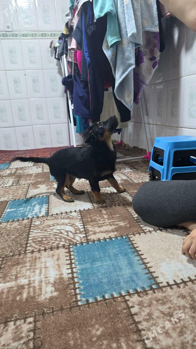 В добрые руки - Ашхабад - img 1