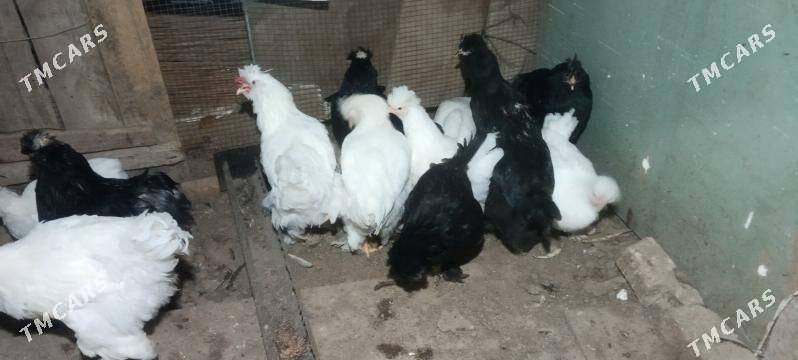 Мрамы Товук - Mary - img 1