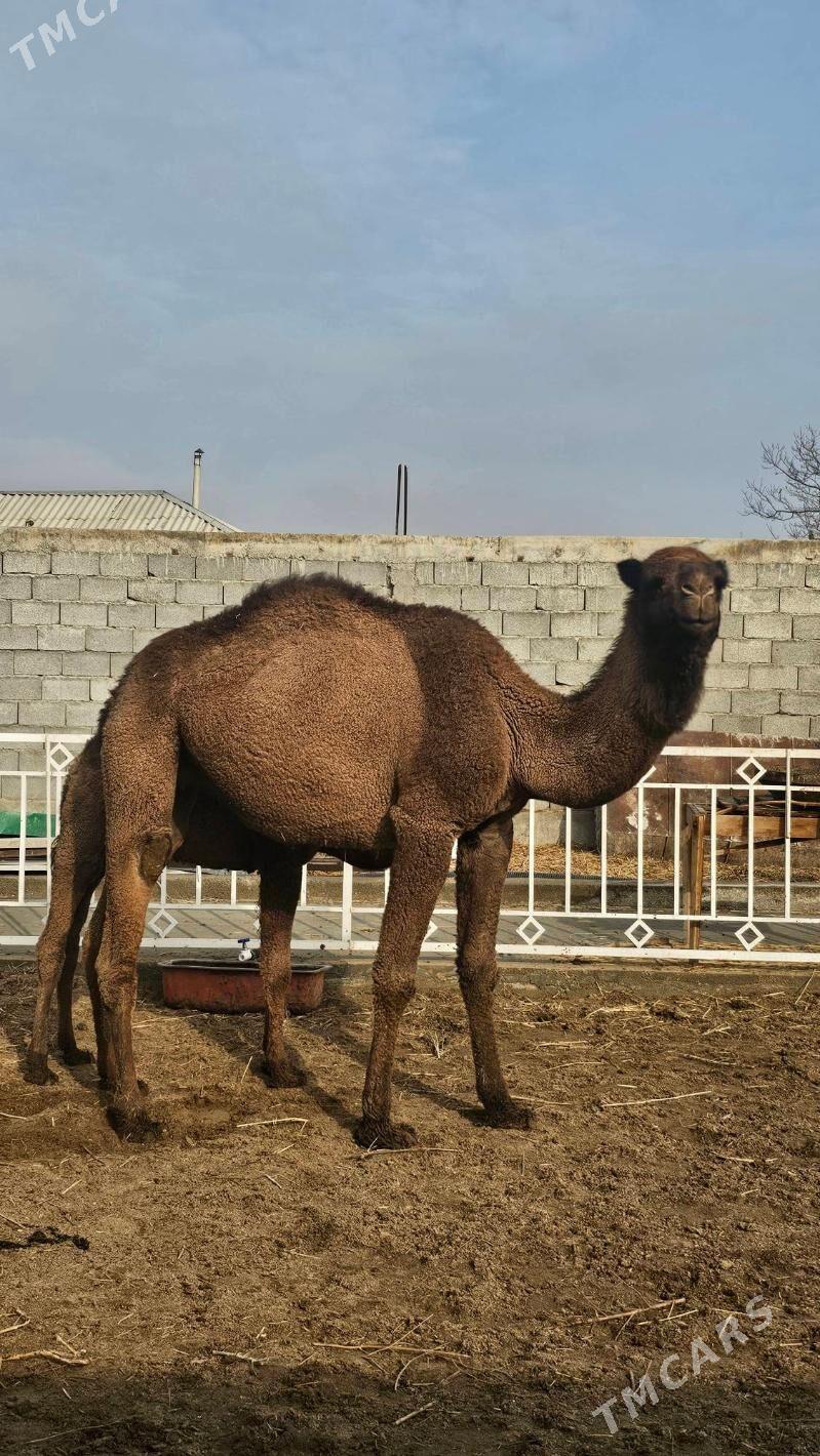Köşekli düýe - Bäherden - img 1