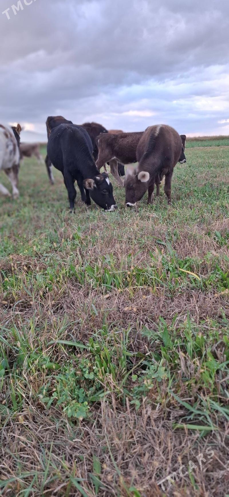 öküzler - Bäherden - img 1