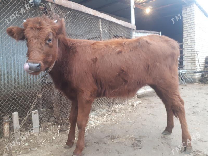 Gulajyn göle - Wekilbazar - img 1