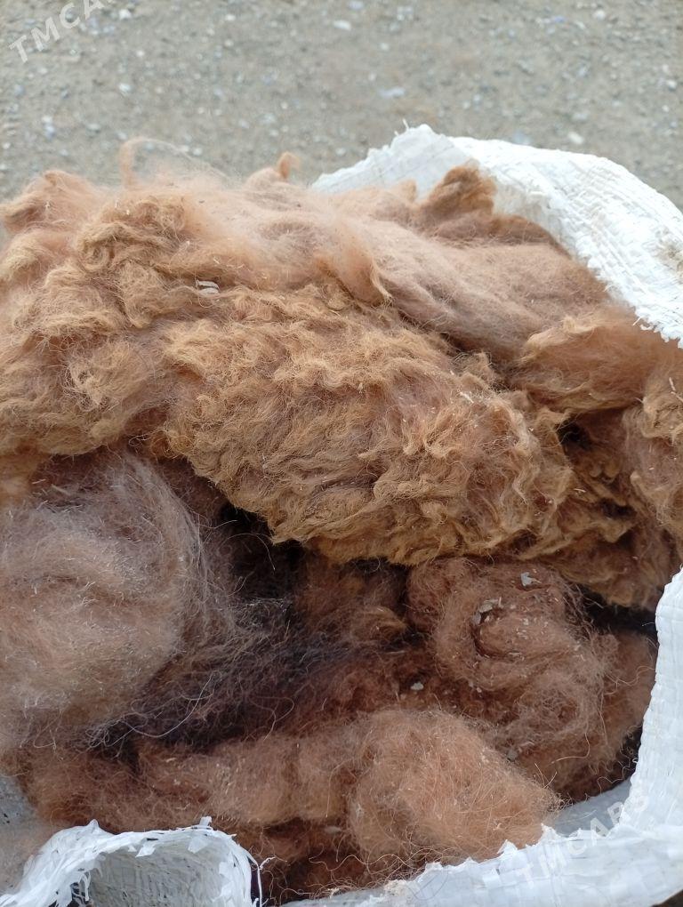 Düýe ýüñ - Гызыларбат - img 1