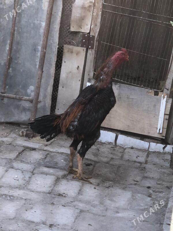 петух - Туркменабат - img 1