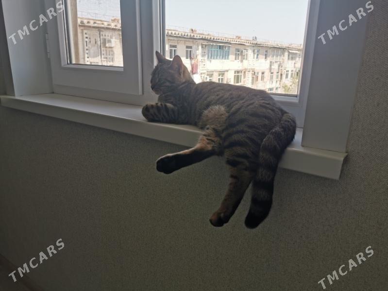 Кошка - Ашхабад - img 1