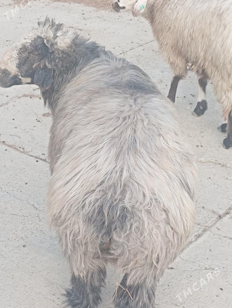 GOÇ 3 SANY - Bereket - img 1