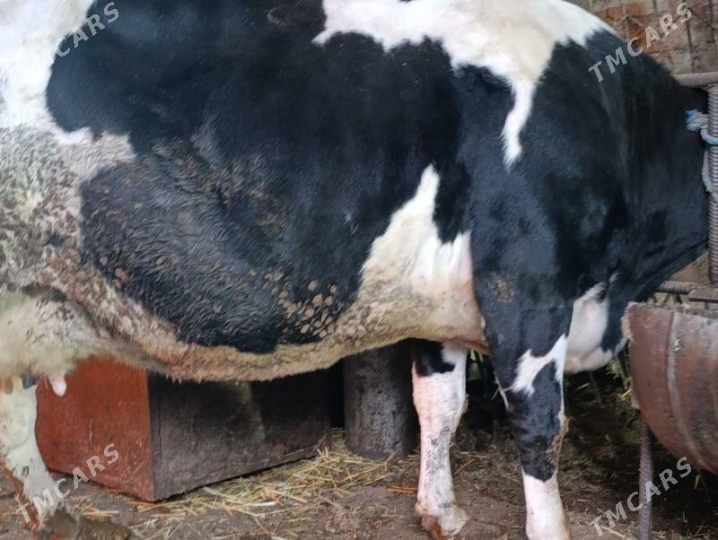 Богаз - Туркменабат - img 1