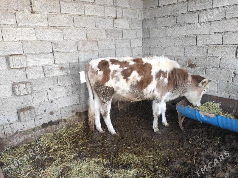 Bakylyan gulajynlar 4-sany - Векильбазар - img 1