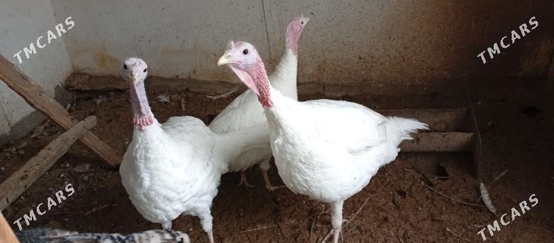 4. induk - Дянев - img 1