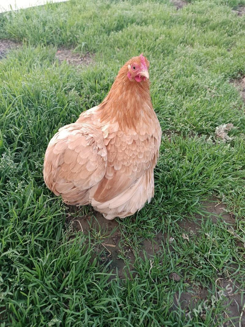 Karlik Kohin. - Мары - img 1