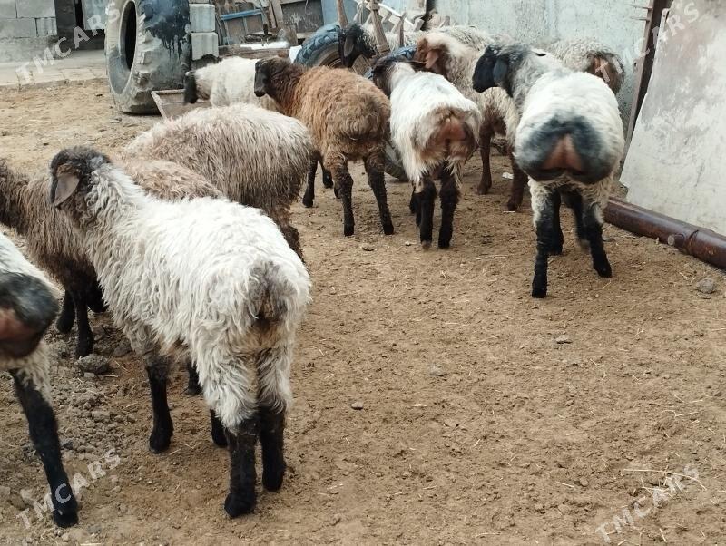 tokly işşek - Ашхабад - img 1