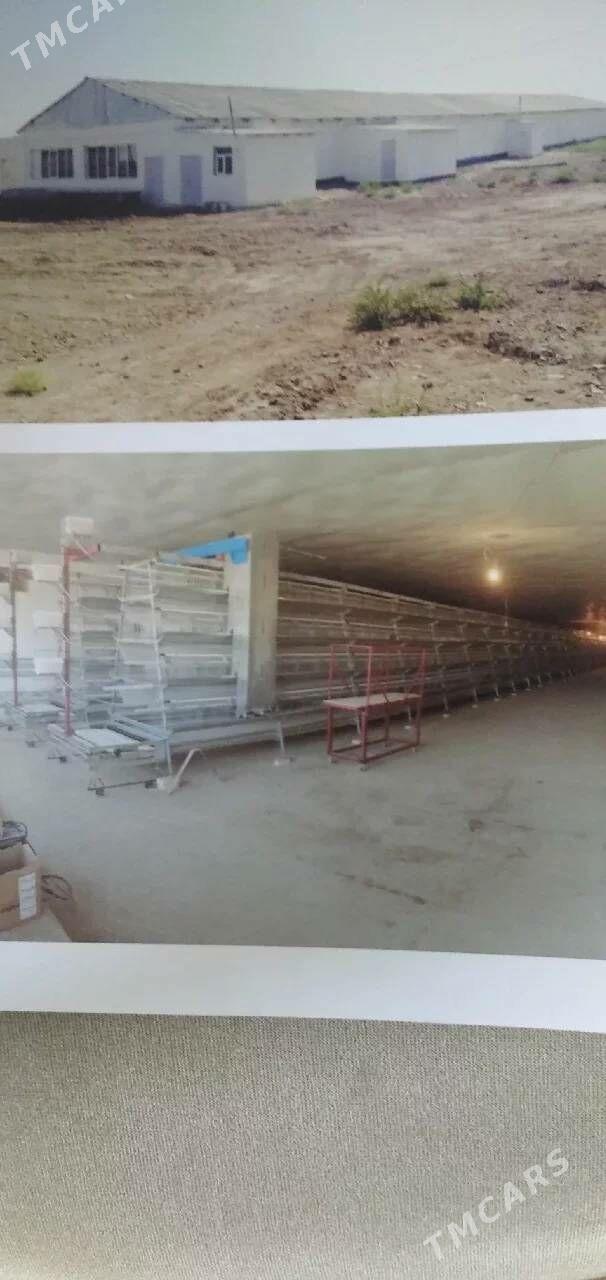 tovuk ferma - Дашогуз - img 1