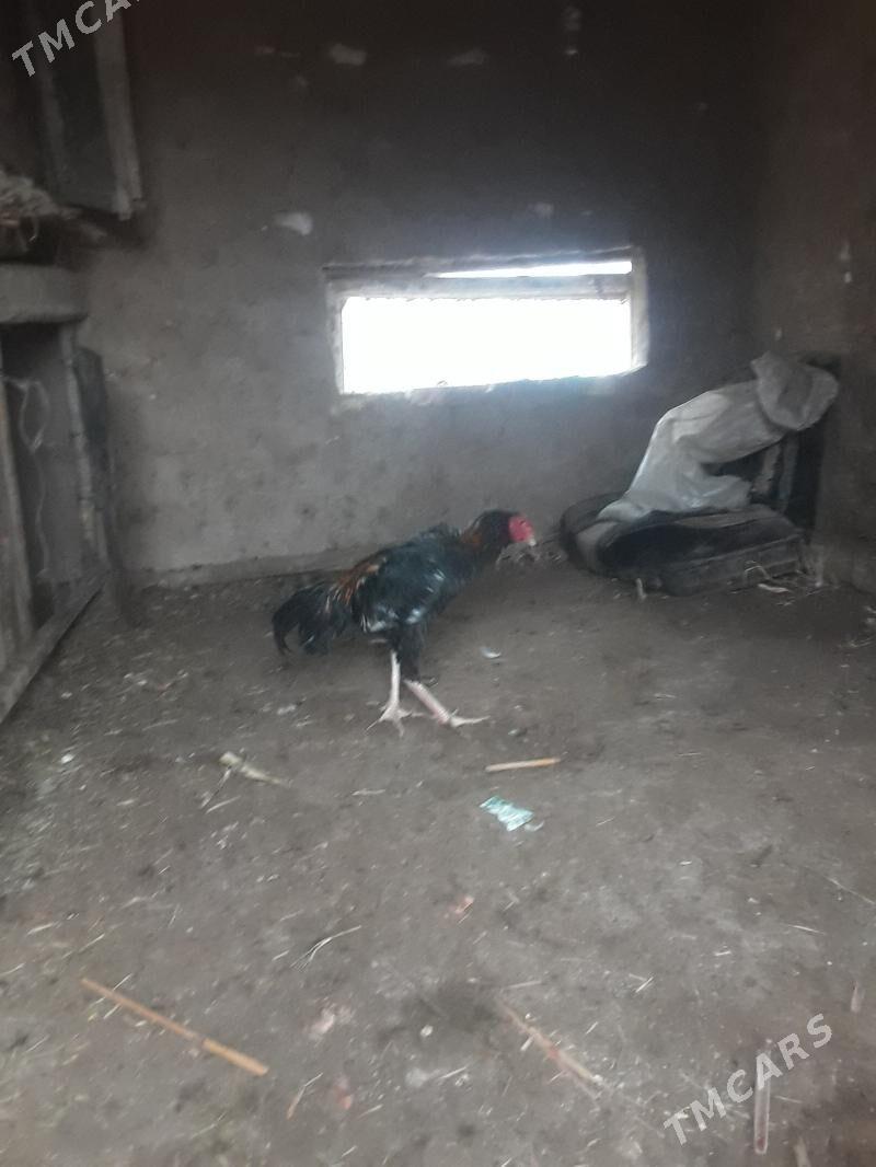 horaz - Сакар - img 1