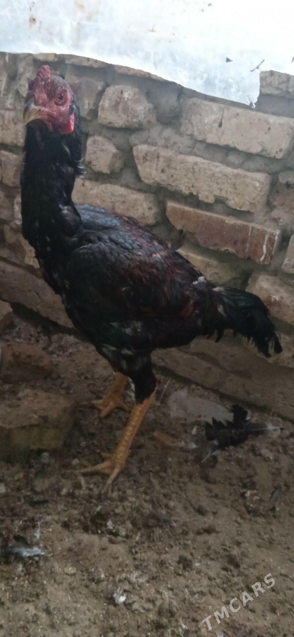 paroda horaz - Mary - img 1