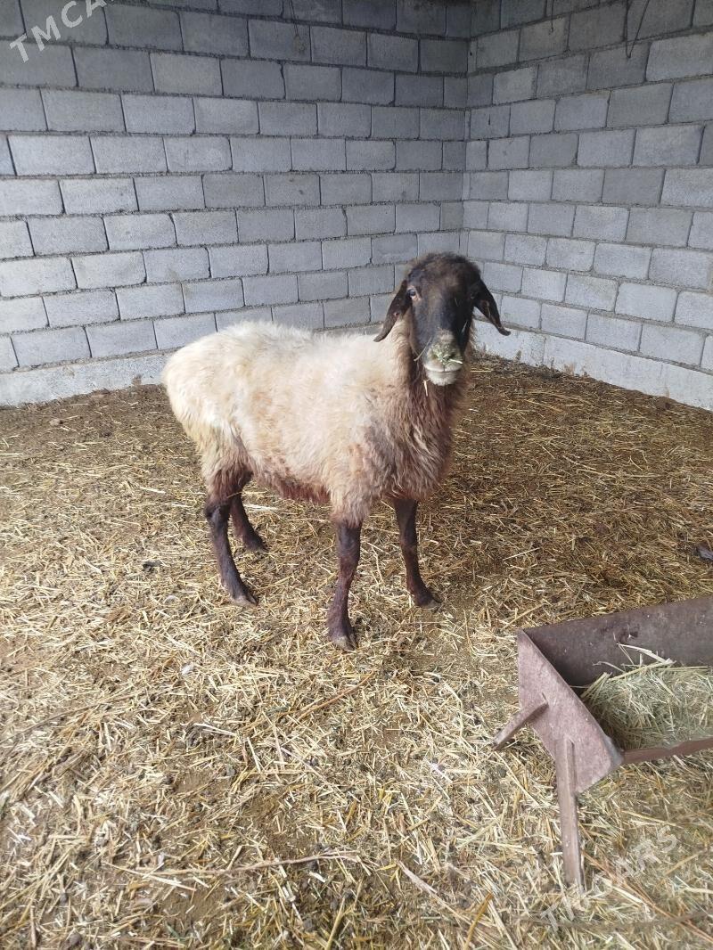 goyun - Бабадайхан - img 1