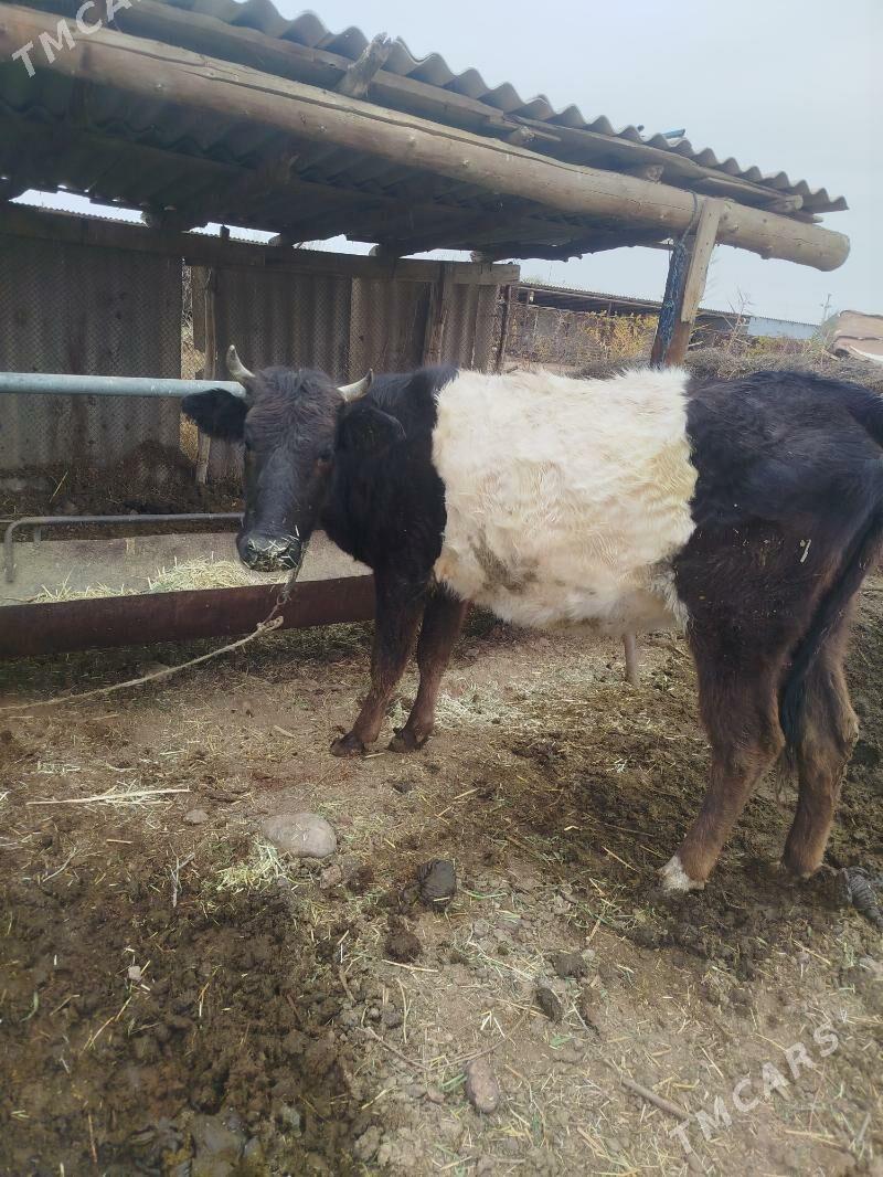 sygyr - Бабадайхан - img 1