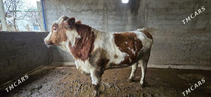 simental okuz - Aşgabat - img 1