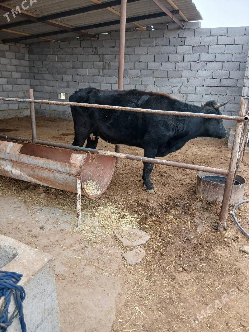 goleli sygyr - Babadaýhan - img 1