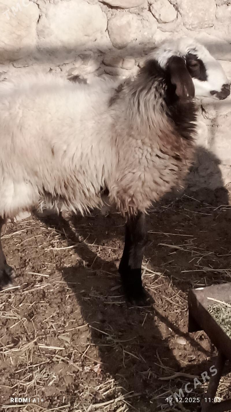 Tokly - Балканабат - img 1