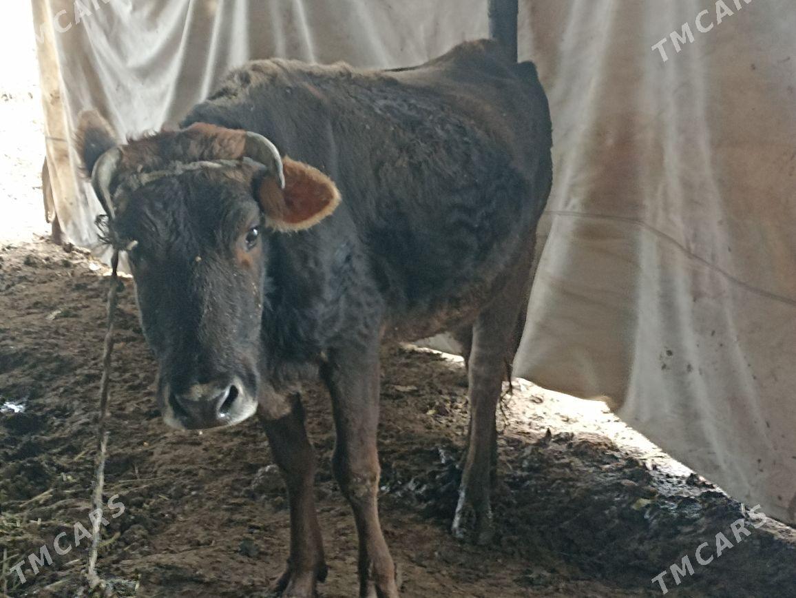 Sygyr gysyr - Яшлык - img 1