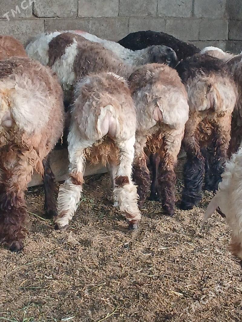 Goyun - Aşgabat - img 1