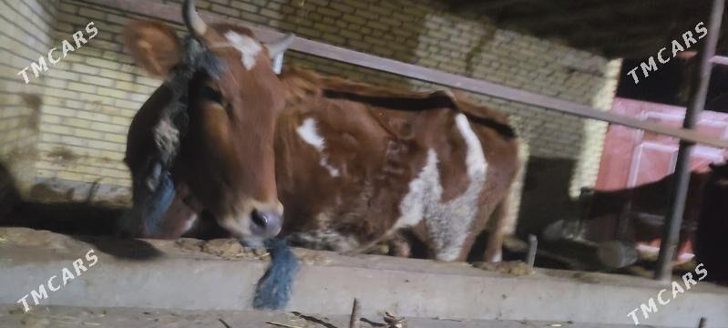 sygyr - Çärjew - img 1