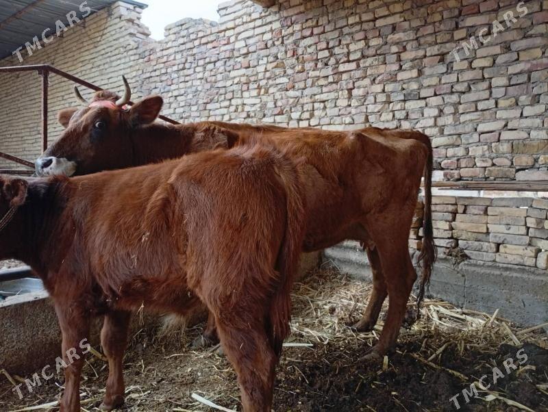 saglyk sygyr - Дянев - img 1