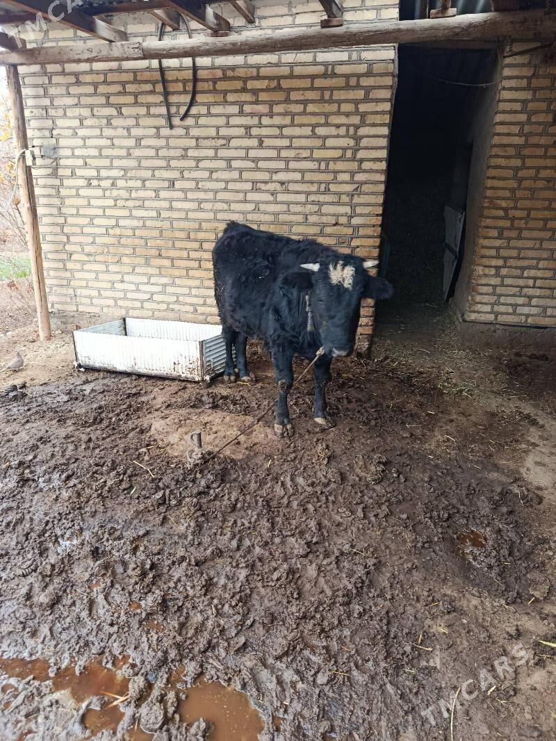 okyz - Wekilbazar - img 1