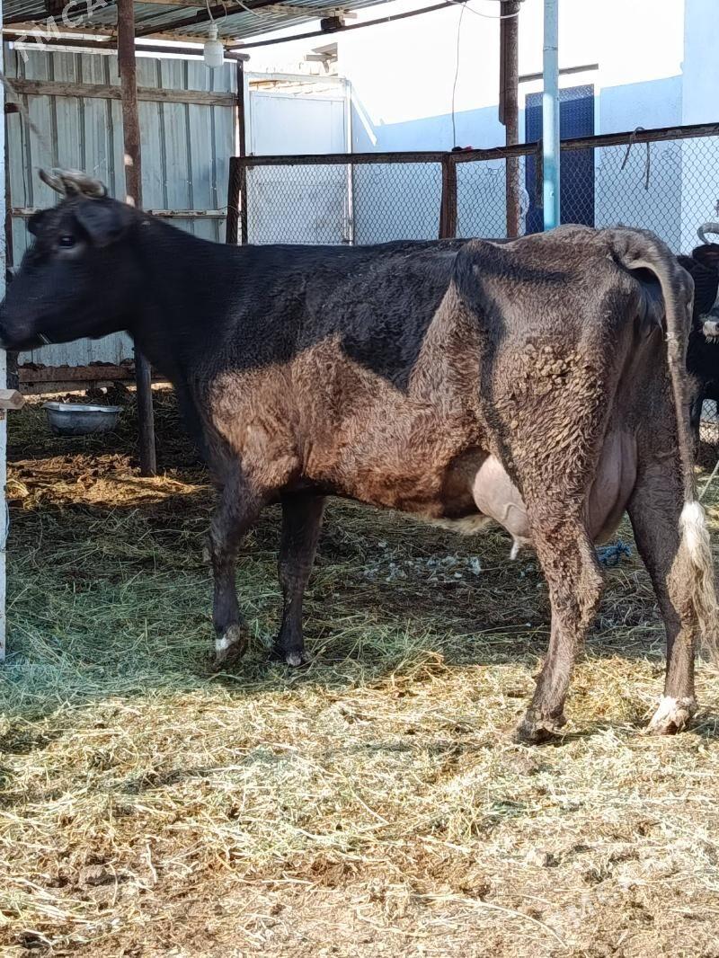 goleli. sygyr - Туркменабат - img 1