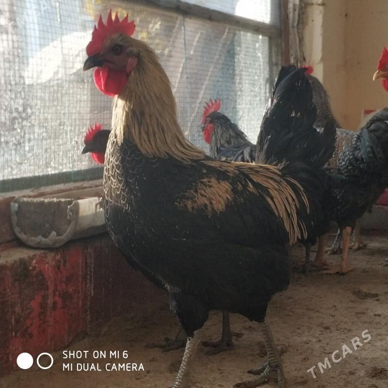 horoz ataks dominant - Hitrowka - img 1