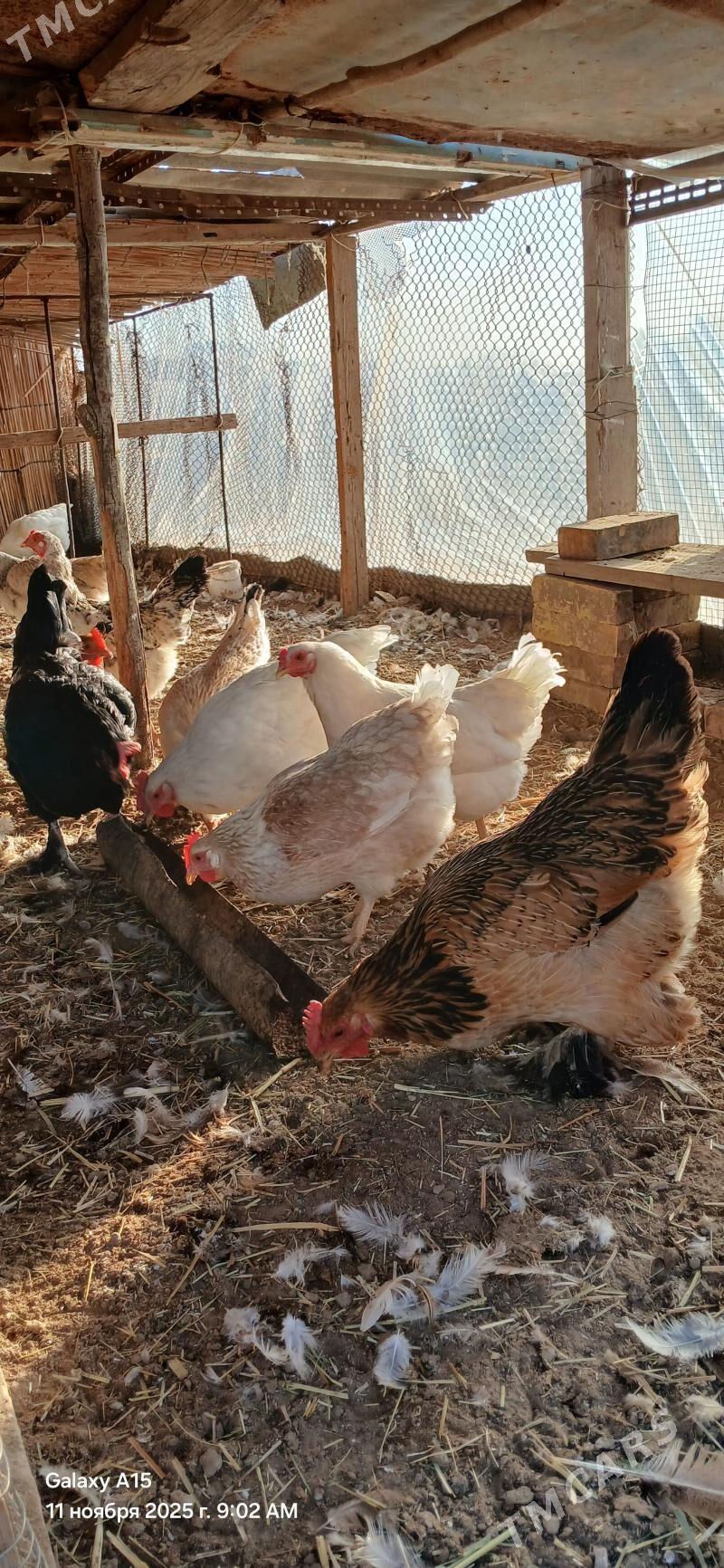 towuk - Sakarçäge - img 1