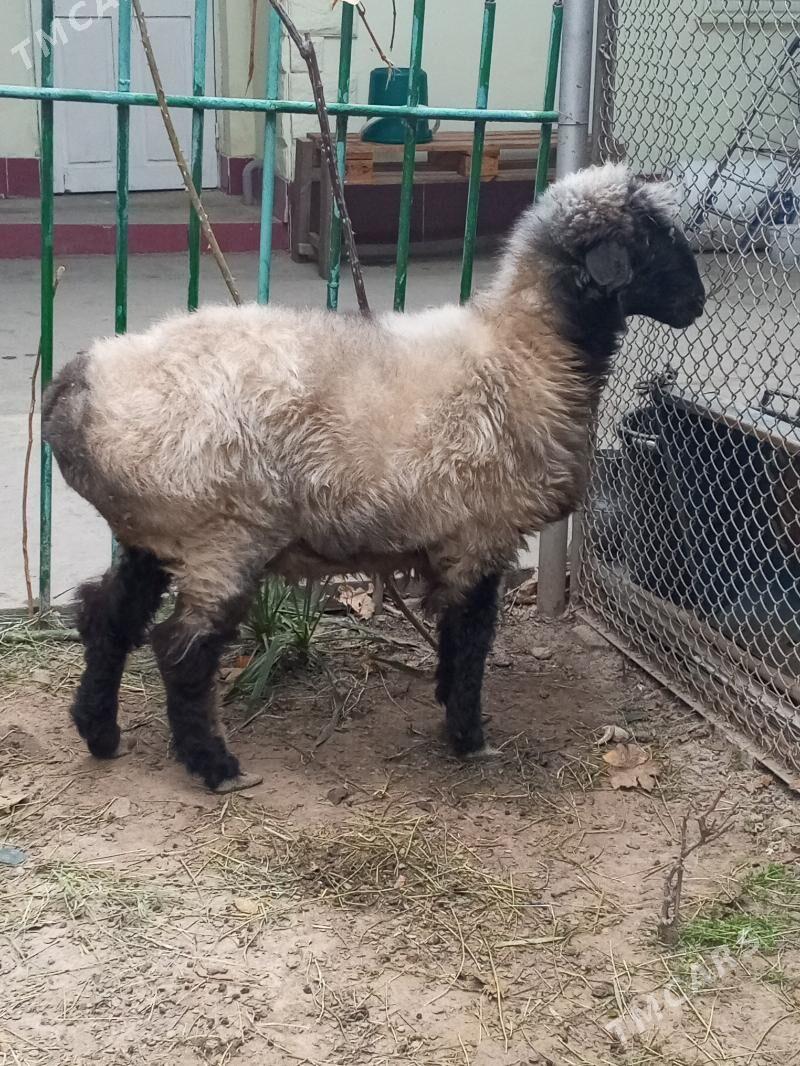 TEKE GOYNY - Hitrowka - img 1