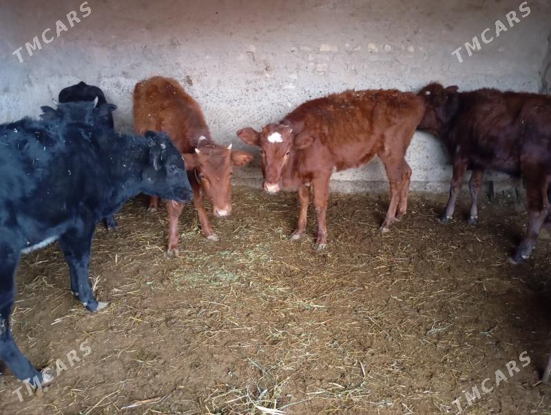 gulajynlar - Mary - img 1