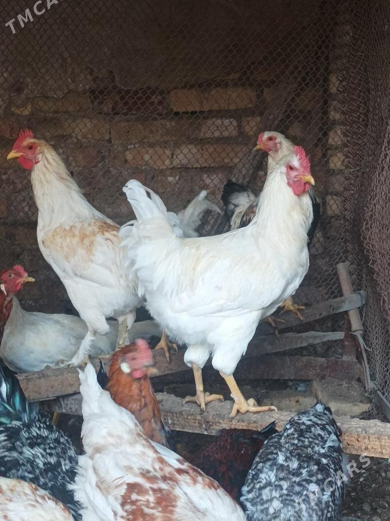 Horaz - Дянев - img 1