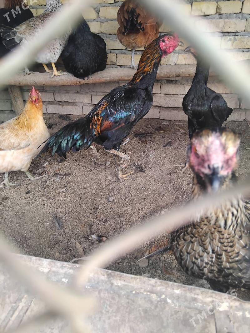 horaz - Дянев - img 1