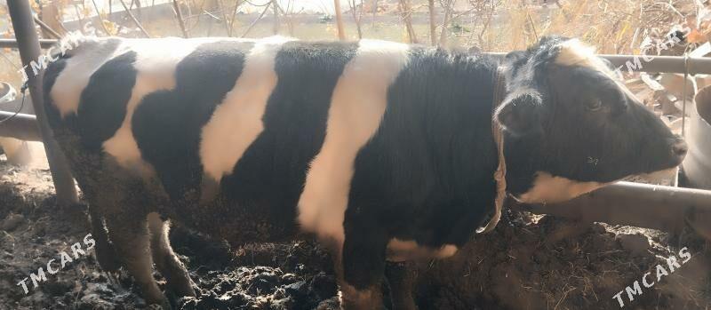 tohum okuz galsteyin - Чарджоу - img 1