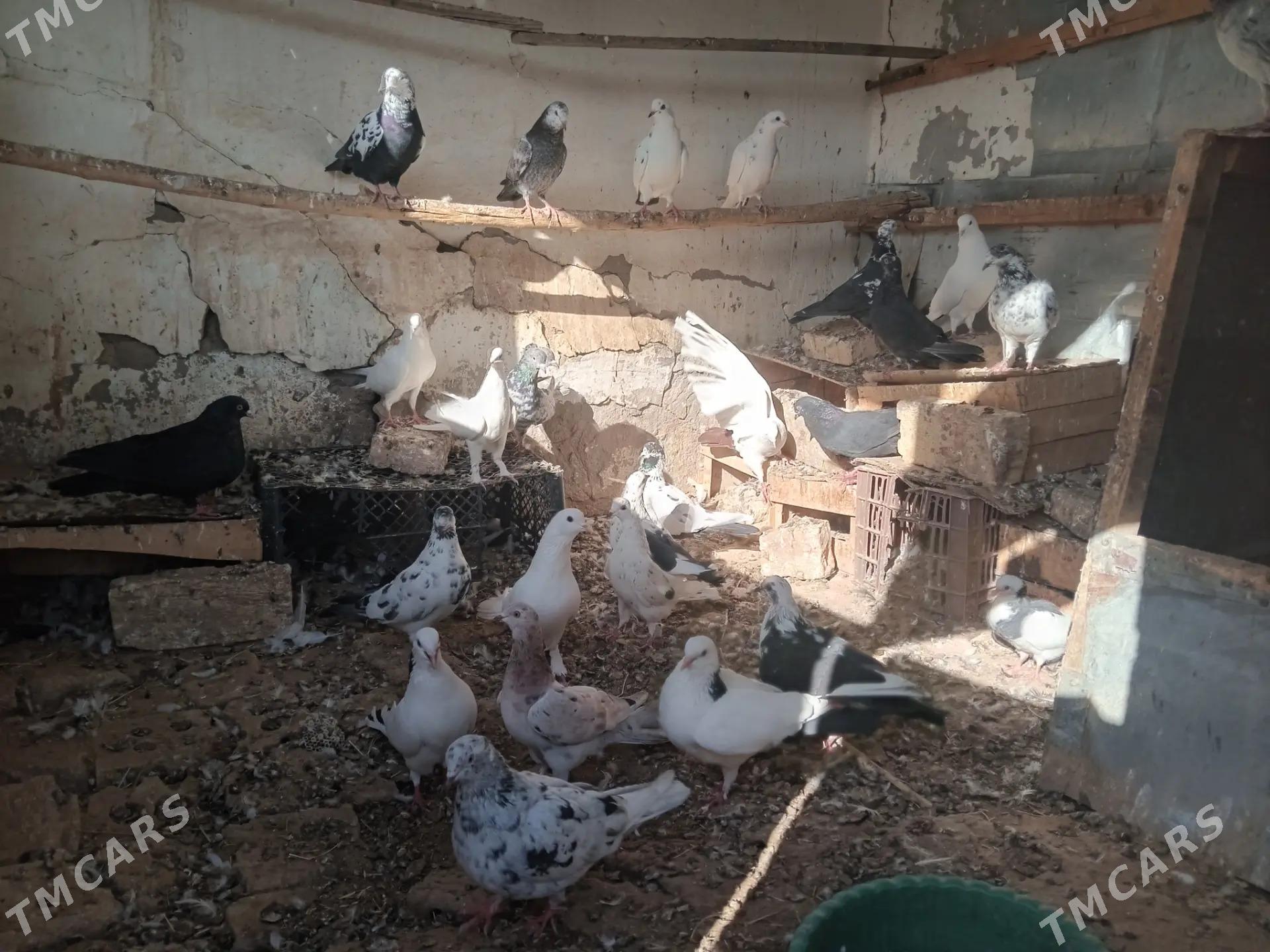 KEPDERI. - Мургап - img 1