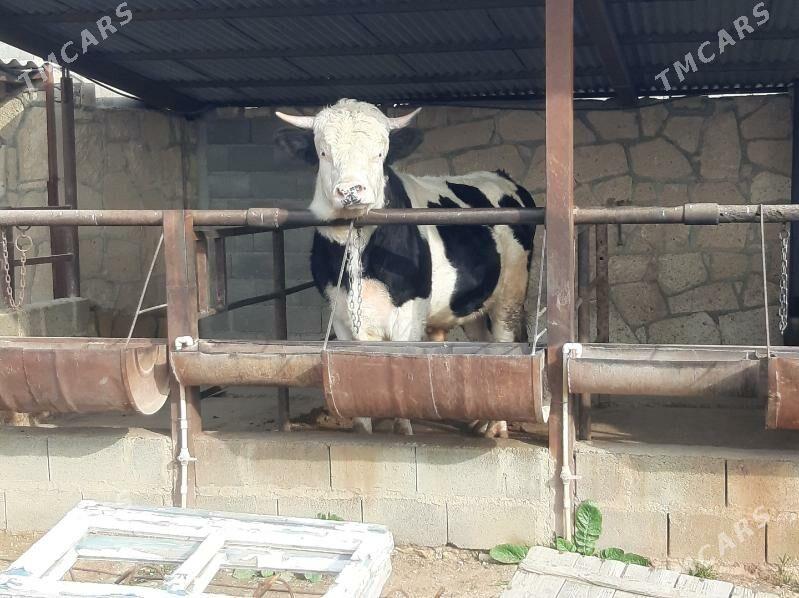 Okuz Gibrit - Этрек - img 1