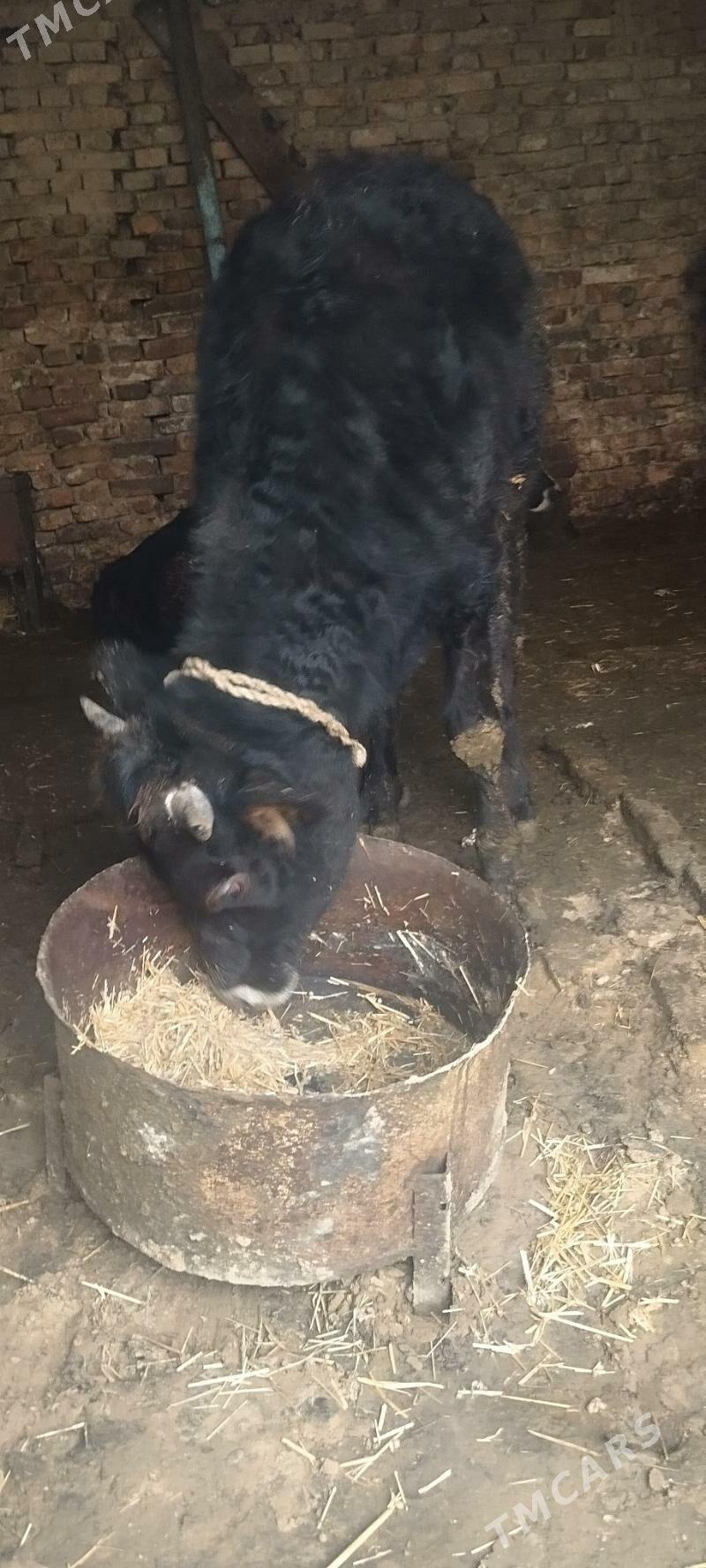 tuve - Aşgabat - img 1