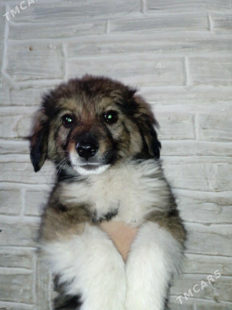 ЩЕНКИ - Туркменабат - img 1